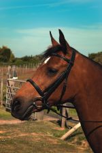 Heritage English Leather Show Bridle