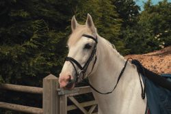 Heritage English Leather Bridle with Flash Noseband