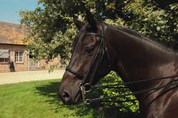 Heritage English Leather Double Bridle