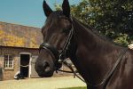 Heritage English Leather Comfort Bridle