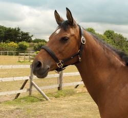 Heritage English Leather Padded Headcollar