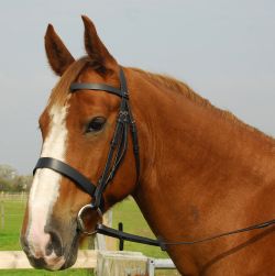 Heritage English Leather Hunter Bridle