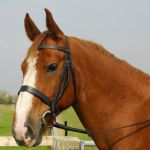 Heritage English Leather Hunter Bridle