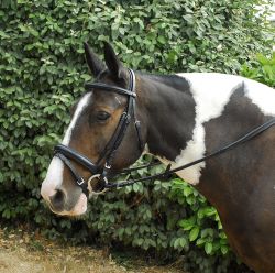 Windsor Anatomical Flash Bridle