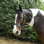 Windsor Hunter Bridle with Cavesson noseband