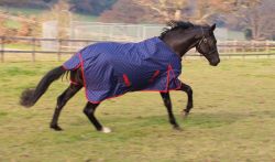 Rhinegold Dottie Torrent Lightweight Outdoor Rug Foal/ tiny ponies