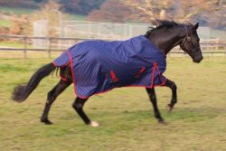 Rhinegold Dottie Torrent Lightweight Outdoor Rug