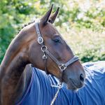 Chicago Leather Headcollar