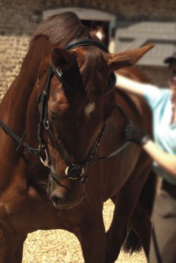 Rhinegold German Leather Comfort Bridle with Grackle Noseband