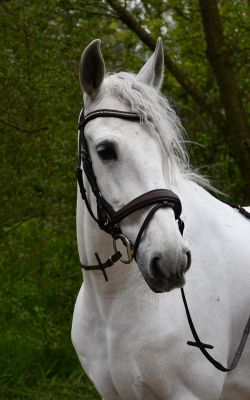 Rhinegold Softee Leather Anatomical Flash Bridle