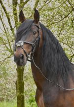 Rhinegold ‘Elegance’ German Leather Bridle With Mexican Style Noseband