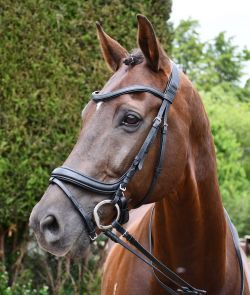 Rhinegold Softee Padded Leather Pro-Anatomical Bridle